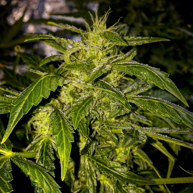 Original Sensible Seeds Auto AK XXL Image 6